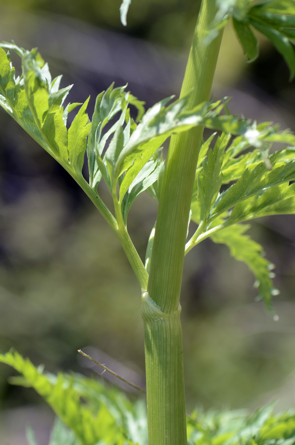 Molopospermum peloponnesiacum / Cicutaria fetida